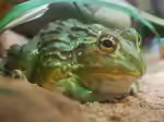 Pyxicephalus adspersus im Terrarium halten (Einrichtungsbeispiele für Afrikanischer Ochsenfrosch)