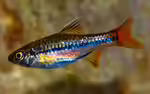 Rasbora sarawakensis im Aquarium halten (Einrichtungsbeispiele für Blue line rasbora)