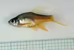 Rasbora vaterifloris im Aquarium halten (Einrichtungsbeispiele für Perlmuttbärbling)