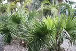 Sabal minor im Garten pflanzen (Einrichtungsbeispiele mit Zwergpalmettopalme)