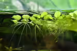 Salvinia minima im Aquarium (Einrichtungsbeispiele mit Kleiner Schwimmfarn)