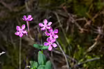 Silene armeria im Garten pflanzen (Einrichtungsbeispiele mit Nelkenleimkraut)