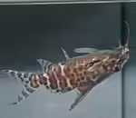 Synodontis batensoda im Aquarium halten (Einrichtungsbeispiele für Synodontis batensoda)