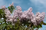 Syringa vulgaris im Garten pflanzen (Einrichtungsbeispiele mit Gemeiner Flieder)