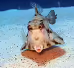 Tetrosomus gibbosus im Aquarium halten (Einrichtungsbeispiele für Pyramiden-Kofferfisch)