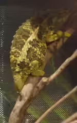 Trioceros werneri im Terrarium halten (Einrichtungsbeispiele für Werners Bergchamäleon)