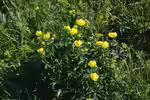 Trollius europaeus am Gartenteich pflegen (Einrichtungsbeispiele mit Europäische Trollblume)