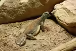 Uromastyx thomasi im Terrarium pflanzen (Einrichtungsbeispiele mit Oman Dornschwanzagame)