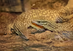 Varanus acanthurus im Terrarium halten (Einrichtunsgebeispiele für Stachelschwanzwarane)