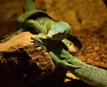 Varanus prasinus im Terrarium halten (Smaragdwaran)
