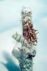 Xyrichtys splendens im Aquarium halten (Einrichtungsbeispiele für Grüner Messerlippfisch)