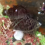 Acanthinucella punctulata im Aquarium halten (Einrichtungsbeispiele mit Gepunktete Acanthinucella)