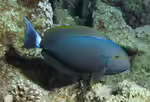 Acanthurus gahhm im Aquarium halten (Einrichtungsbeispiele für Mönchs-Doktorfisch)