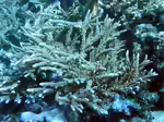 Acropora nobilis im Aquarium halten (Einrichtungsbeispiele für Kleinpolypige Steinkoralle)