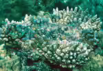 Acropora samoensis im Aquarium halten (Einrichtungsbeispiele für Kleinpolypige Steinkoralle)