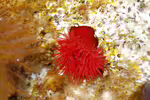 Actinia equina im Aquarium halten (Einrichtungsbeispiele für Erdbeerrose)