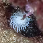 Actinothoe sphyrodeta im Aquarium halten (Einrichtungsbeispiele für Sandalen-Anemone)