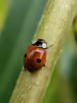Adalia bipunctata im Garten (Einrichtungsbeispiele mit Zweipunkt-Marienkäfer)