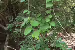 Adenia heterophylla im Terrarium pflanzen (Einrichtungsbeispiele mit Caudexpflanze)