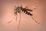 Asiatische Tigermücke im Garten (Einrichtungsbeispiele mit Aedes albopictus)