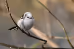 Aegithalos caudatus im Garten (Einrichtungsbeispiele mit Schwanzmeise)