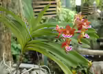 Aerides flabellata im Terrarium pflanzen (Einrichtungsbeispiele mit Aerides flabellata)
