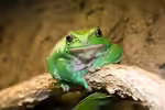Agalychnis dacnicolor im Terrarium halten (Einrichtungsbeispiele mit Colima-Gespenstfrosch)