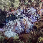 Aiptasia couchii im Aquarium halten (Einrichtungsbeispiele für Glasrose)