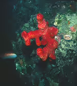 Alcyonium acaule im Aquarium halten (Einrichtungsbeispiele für Mittelmeer-Meerhand)