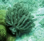 Aldersladum jengi im Aquarium halten (Einrichtungsbeispiele für Weichkoralle)