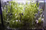 Algenrefugium im Aquarium – Biologische Filterung und stabiles Nährstoffmanagement (Einrichtungsbeispiele mit Algenrefugium)