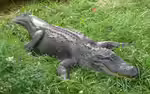 Alligator mississippiensis im Terrarium halten (Einrichtungsbeispiele mit Mississippi-Alligator)