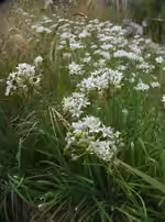 Allium tuberosum im Garten pflanzen (Einrichtungsbeispiele mit Knoblauch-Schnittlauch)