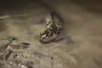 Ambystoma maculatum im Terrarium halten (Einrichtungsbeispiele mit Flecken-Querzahnmolch)