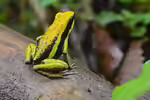 Ameerega bassleri im Terrarium halten (Einrichtungsbeispiele mit Basserls Pfeilgiftfrosch)