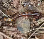 Anadenobolus monilicornis im Terrarium halten (Einrichtungsbeispiele mit Karibischer Neontausendfüßer)