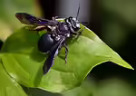Andrena agilissima im Garten (Einrichtungsbeispiele mit Senf-Blauschillersandbiene)