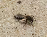 Andrena argentata im Garten (Einrichtungsbeispiele mit Silber-Sandbiene)