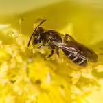 Andrena chrysosceles im Garten (Einrichtungsbeispiele mit Gelbbeinige Kielsandbiene)
