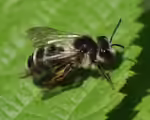 Andrena denticulata im Garten (Einrichtungsbeispiele mit Rainfarn-Herbstsandbiene)