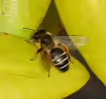 Andrena flavipes im Garten (Einrichtungsbeispiele mit Gemeine Sandbiene)