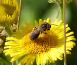 Andrena fulvago im Garten (Einrichtungsbeispiele mit Pippau-Sandbiene)