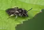 Andrena minutula im Garten (Einrichtungsbeispiele mit Gewöhnliche Zwergsandbiene)