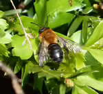 Andrena nitida im Garten (Einrichtungsbeispiele mit Glänzende Düstersandbiene)