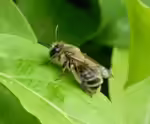 Andrena scotica im Garten (Einrichtungsbeispiele mit Schottische Erdbiene)