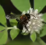 Andrena thoracica im Garten (Einrichtungsbeispiele mit Rothaarige Düstersandbiene)