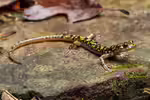 Aneides aeneus im Terrarium halten (Einrichtungsbeispiele mit Erzsalamander)