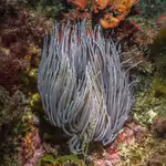 Anemonia viridis im Aquarium halten (Einrichtungsbeispiele für Mittelmeer-Wachsrose)