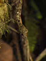 Anolis christophei im Terrarium halten (Einrichtungsbeispiele mit Kiskeya Anolis)