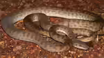 Antaresia childreni: Australischer Zwergpython im Terrarium halten (Einrichtungsbeispiele mit (Australischer Zwergpython)